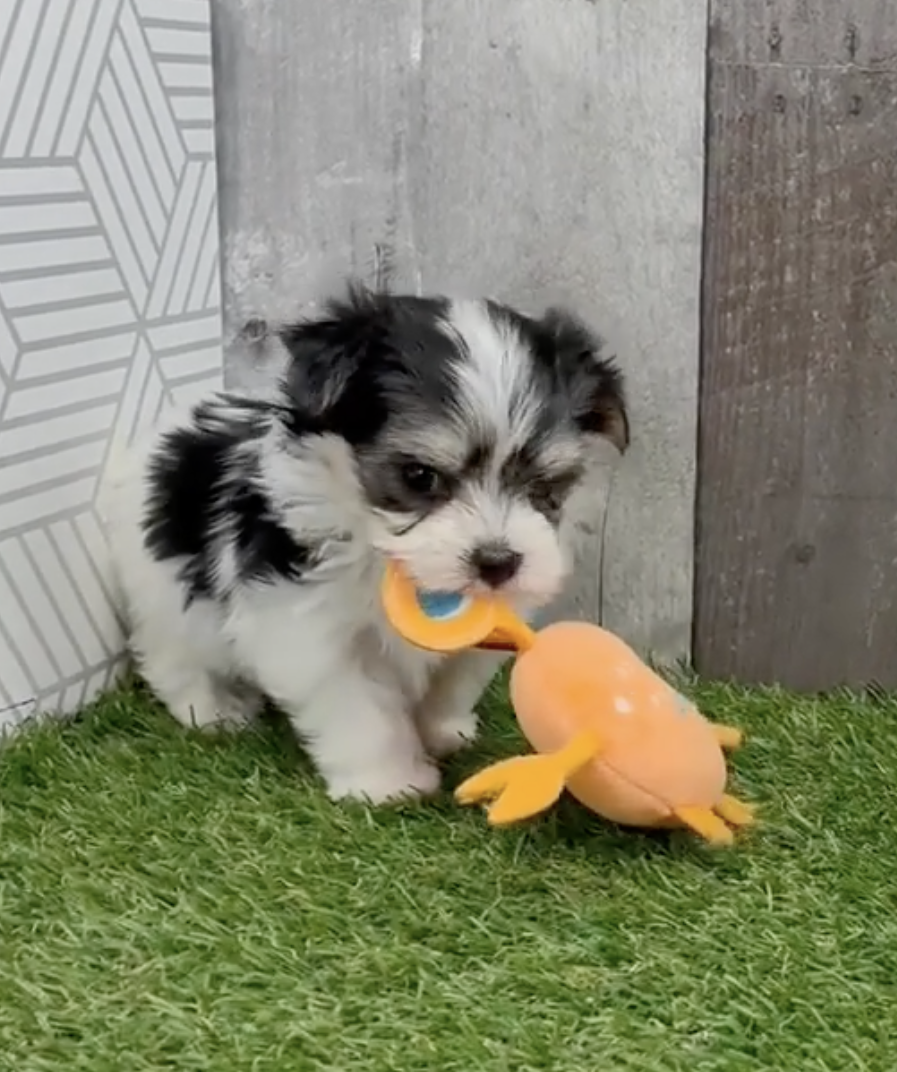 black and white morkie puppy playing with an orange toy